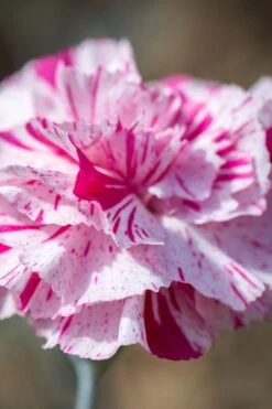 Pinball Wizard Dianthus - 1 Gallon Pot -Azaleas Store dianthus pinball wizard 8