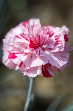 Pinball Wizard Dianthus - 1 Gallon Pot -Azaleas Store dianthus pinball wizard 9
