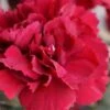 Super Trouper Velvet Red Dianthus (Carnation) - 10 Pack Of Quart Pots 1 Super Trouper Velvet Red Dianthus (Carnation) - 10 Pack Of Quart Pots -Azaleas Store dianthus super trouper velvet red 100