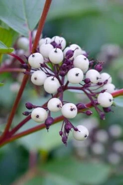Red Osier Red Twig Dogwood (Cornus Sericea) - 2 Gallon Pot 15 Red Osier Red Twig Dogwood (Cornus Sericea) - 2 Gallon Pot -Azaleas Store dogwood red osier 500x750 1
