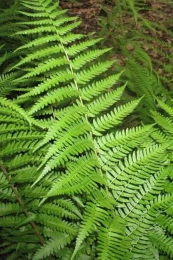 Dixie Wood Fern - Dryopteris Australis - 1 Gallon Pot -Azaleas Store dryopteris australis dixie wood fern 10