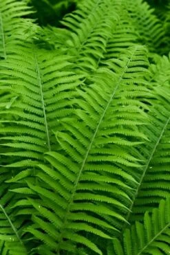 Dixie Wood Fern - Dryopteris Australis - 1 Gallon Pot -Azaleas Store dryopteris australis dixie wood fern 12