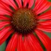 Tomato Soup Coneflower (Echinacea) - 1 Gallon Pot -Azaleas Store echinacea tomato soup coneflower 2