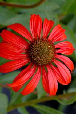 Tomato Soup Coneflower (Echinacea) - 1 Gallon Pot -Azaleas Store echinacea tomato soup coneflower 3