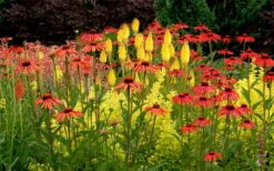 Tomato Soup Coneflower (Echinacea) - 1 Gallon Pot -Azaleas Store echinacea tomato soup coneflower 5
