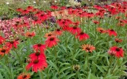 Tomato Soup Coneflower (Echinacea) - 1 Gallon Pot -Azaleas Store echinacea tomato soup coneflower 6