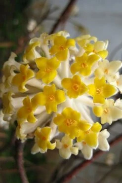 Snow Cream Edgeworthia Paper Bush - 3 Gallon -Azaleas Store edgeworthia snow cream 10