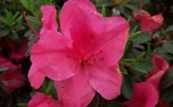Autumn Carnival Encore Azalea - 1 Gallon Pot -Azaleas Store encore azalea autumn carnival