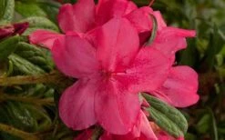 Autumn Jewel Encore Azalea - 1 Gallon Pot 9 Autumn Jewel Encore Azalea - 1 Gallon Pot -Azaleas Store encore azalea autumn jewel
