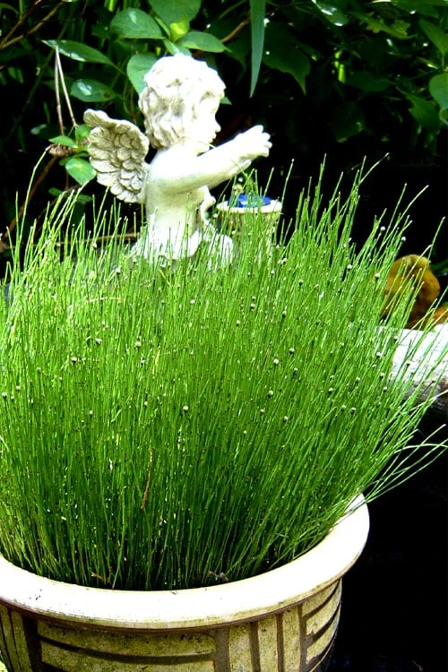 Dwarf Horsetail Reed Grass (Equisetum Scirpoides) - 1 Gallon Pot 3 Dwarf Horsetail Reed Grass (Equisetum Scirpoides) - 1 Gallon Pot