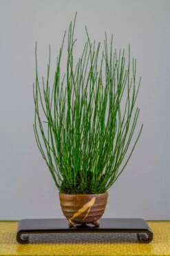 Dwarf Horsetail Reed Grass (Equisetum Scirpoides) - 1 Gallon Pot 13 Dwarf Horsetail Reed Grass (Equisetum Scirpoides) - 1 Gallon Pot -Azaleas Store equisetum scirpoides dwarf horsertail grass 2