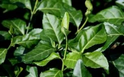 Purple Wintercreeper (Euonymus Fortunei 'Coloratus') - 6 Pack Of Pint Pots -Azaleas Store euonymus fortunei coloratus purple wintercreeper 1