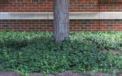 Purple Wintercreeper (Euonymus Fortunei 'Coloratus') - 6 Pack Of Pint Pots -Azaleas Store euonymus fortunei coloratus purple wintercreeper 4