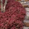 Purple Wintercreeper - Euonymus Fortunei Coloratus - 3 Pack Of Pint Pots -Azaleas Store euonymus fortunei coloratus purple wintercreeper 8 1