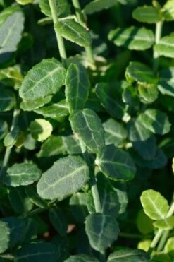 Kewensis Euonymus (Miniature Wintercreeper) - 6 Pack Of Pint Pots -Azaleas Store euonymus fortunei kewensis miniature wintercreeper 6