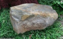 Kewensis Euonymus (Miniature Wintercreeper) - 6 Pack Of Pint Pots -Azaleas Store euonymus fortunei kewensis miniature wintercreeper 9