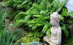 Japanese Holly Fern - Cyrtomium Falcatum 'Rochfordianum' - 2.5 Quart Pot -Azaleas Store fern20holly203