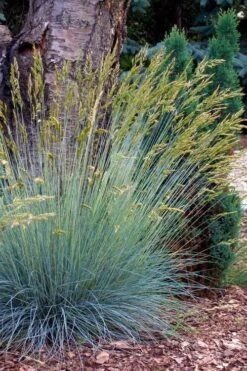 Blue Fescue Grass (Festuca Glauca) - 1 Gallon Pot -Azaleas Store festuca glauca blue fescue grass 13