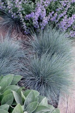 Blue Fescue Grass (Festuca Glauca) - 1 Gallon Pot -Azaleas Store festuca glauca blue fescue grass 7