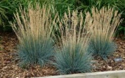 Beyond Blue Festuca (Fescue) - 3 Pack Of Quart Pots -Azaleas Store festuca20beyond20blue