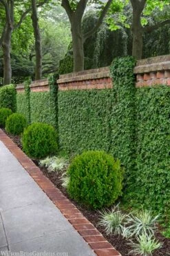 Creeping Fig - Ficus Pumila - 3 Pack Of Pint Pots -Azaleas Store ficus pumila green creeping fig 100