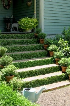 Creeping Fig - Ficus Pumila - 3 Pack Of Pint Pots -Azaleas Store ficus pumila green creeping fig 105