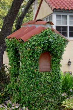 Creeping Fig - Ficus Pumila - 3 Pack Of Pint Pots -Azaleas Store ficus pumila green creeping fig 107