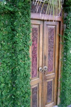 Creeping Fig - Ficus Pumila - 3 Pack Of Pint Pots -Azaleas Store ficus pumila green creeping fig 108