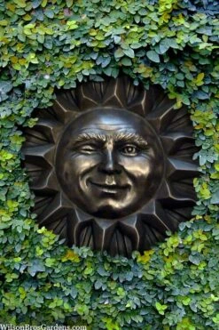 Creeping Fig - Ficus Pumila - 3 Pack Of Pint Pots -Azaleas Store ficus pumila green creeping fig 110