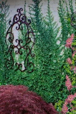 Creeping Fig - Ficus Pumila - 3 Pack Of Pint Pots -Azaleas Store ficus pumila green creeping fig 112