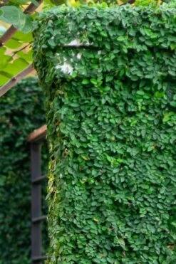 Creeping Fig - Ficus Pumila - 3 Pack Of Pint Pots -Azaleas Store ficus pumila green creeping fig 113