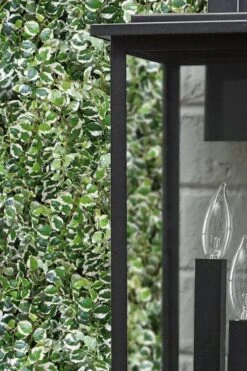 Variegated Creeping Fig - Ficus Pumila 'Variegata' - 5 Pack Of Pint Pots 12 Variegated Creeping Fig - Ficus Pumila 'Variegata' - 5 Pack Of Pint Pots -Azaleas Store ficus pumila variegata creeping fig 101 1