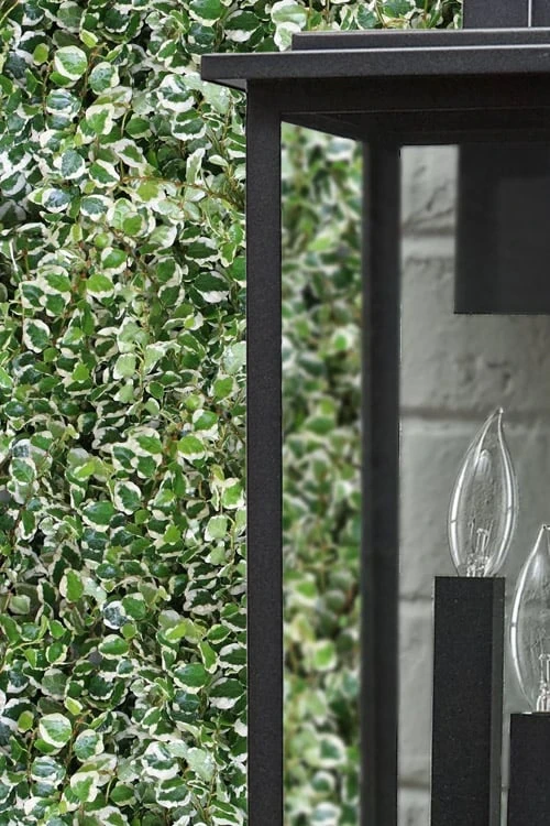 Variegated Creeping Fig - Ficus Pumila 'Variegata' - 5 Pack Of Pint Pots 6 Variegated Creeping Fig - Ficus Pumila 'Variegata' - 5 Pack Of Pint Pots - Image 4