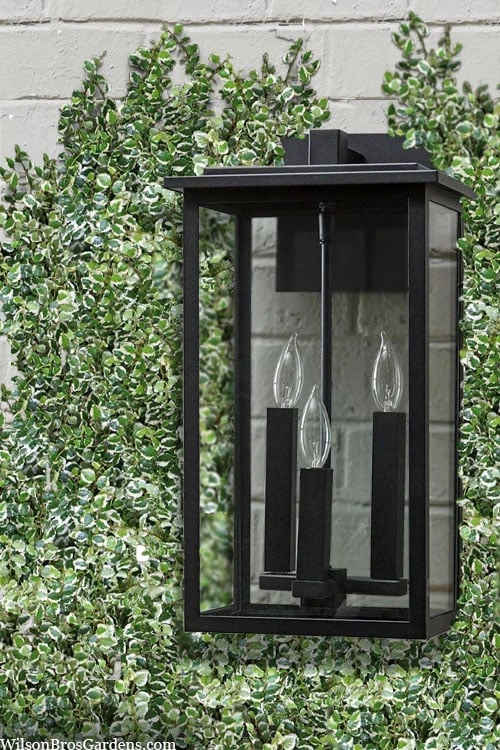 Variegated Creeping Fig - Ficus Pumila 'Variegata' - 5 Pack Of Pint Pots 8 Variegated Creeping Fig - Ficus Pumila 'Variegata' - 5 Pack Of Pint Pots - Image 6