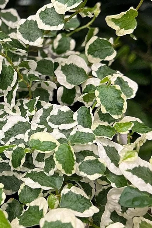 Variegated Creeping Fig - Ficus Pumila 'Variegata' - 5 Pack Of Pint Pots 3 Variegated Creeping Fig - Ficus Pumila 'Variegata' - 5 Pack Of Pint Pots