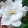 Fall In Love Cold Hardy Gardenia - 1 Gallon Pot -Azaleas Store gardenia Fall In Love WB 500x750 1