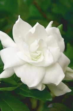 August Beauty Gardenia (Single Trunk Topiary Tree) - 5 Gallon Pot -Azaleas Store gardenia august beauty 5 500x750 2