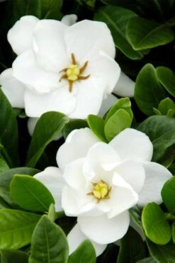 Buttons Gardenia - 1 Gallon Pot -Azaleas Store gardenia buttons 1 2