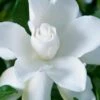 Celestial Star Gardenia - 1 Gallon Pot -Azaleas Store gardenia celestial star 1