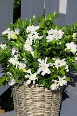 Celestial Star Gardenia - 1 Gallon Pot -Azaleas Store gardenia celestial star 3