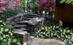 Celestial Star Gardenia - 1 Gallon Pot -Azaleas Store gardenia celestial star 5