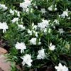 Radicans Creeping Dwarf Gardenia - 1 Gallon Pot -Azaleas Store gardenia creeping 22 1