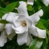 Fool Proof Gardenia - 3 Gallon Pot 1 Fool Proof Gardenia - 3 Gallon Pot -Azaleas Store gardenia fool proof 1 1