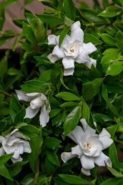 Fool Proof Gardenia - 2 Gallon Pot -Azaleas Store gardenia fool proof 4