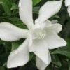 Frost Proof Gardenia - 3 Gallon Pot -Azaleas Store gardenia frost proof 15