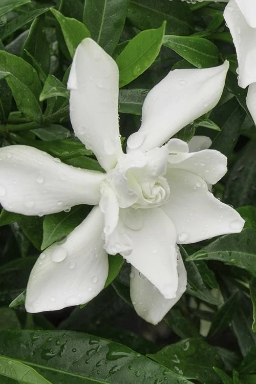 Frost Proof Gardenia - 1 Gallon Pot 3 Frost Proof Gardenia - 1 Gallon Pot
