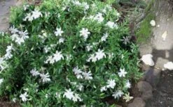 Frost Proof Gardenia - 6 Pack Of 1 Gallon Pots -Azaleas Store gardenia frost proof 50 1