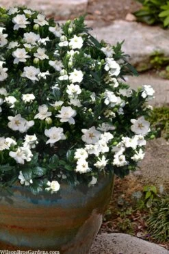 Buttons Gardenia - 6 Pack Of 1 Gallon Pots 10 Buttons Gardenia - 6 Pack Of 1 Gallon Pots -Azaleas Store gardenia jasminoides buttons 10 1