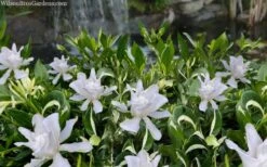 Crescent Moon Dwarf Gardenia - 1 Gallon Pot -Azaleas Store gardenia jasminoides crescent moon dwarf creeping 2