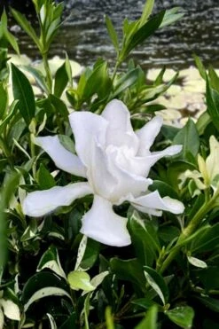 Crescent Moon Dwarf Gardenia - 6 Pack Of 1 Gallon Pots -Azaleas Store gardenia jasminoides crescent moon dwarf creeping 6 1